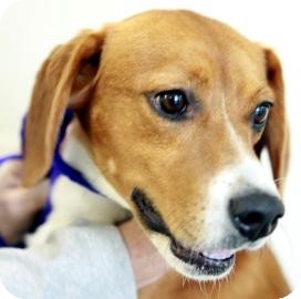 Beagle Dog for Sale in Kettering, Ohio - Laurel Beagle Dog for Sale in Kettering, Ohio - Laurel