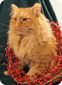 Maine Coon Cat for Sale in Colorado Springs, Colorado - Morris Maine Coon Cat for Sale in Colorado Springs, Colorado - Morris