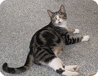 Domestic Shorthair Cat for Sale in Harrisburg, North Carolina - Olivia Domestic Shorthair Cat for Sale in Harrisburg, North Carolina - Olivia