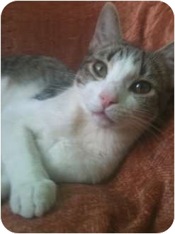 American Shorthair Cat for Sale in Irvine, California - FABIAN American Shorthair Cat for Sale in Irvine, California - FABIAN