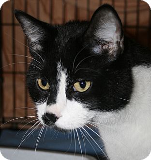 Domestic Shorthair Cat for Sale in Plainville, Massachusetts - Pilgrim Domestic Shorthair Cat for Sale in Plainville, Massachusetts - Pilgrim