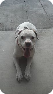 American Bulldog Mix Dog for Sale in Fresno, California - Mamma Mia American Bulldog Mix Dog for Sale in Fresno, California - Mamma Mia