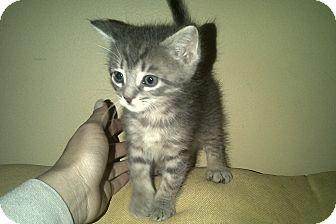Domestic Shorthair Kitten for Sale in Oceanside, New York - Rocky Domestic Shorthair Kitten for Sale in Oceanside, New York - Rocky