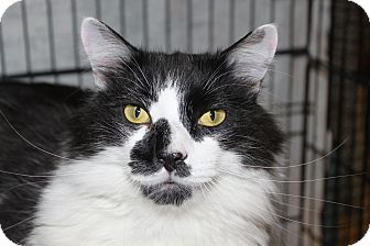 Domestic Longhair Cat for Sale in North Branford, Connecticut - Jigsaw Domestic Longhair Cat for Sale in North Branford, Connecticut - Jigsaw