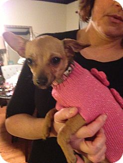 Chihuahua Mix Puppy for Sale in Chicago, Illinois - Pumpkin Chihuahua Mix Puppy for Sale in Chicago, Illinois - Pumpkin