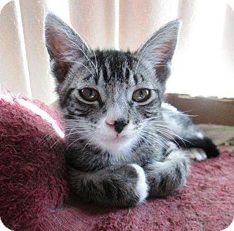 Domestic Shorthair Kitten for Sale in Simi Valley, California - Edward Domestic Shorthair Kitten for Sale in Simi Valley, California - Edward
