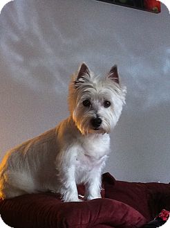 Westie, West Highland White Terrier Mix Dog for Sale in Danbury, Connecticut - Dani ADOPTION PENDING Westie, West Highland White Terrier Mix Dog for Sale in Danbury, Connecticut - Dani ADOPTION PENDING