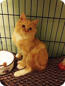 Domestic Longhair Cat for Sale in Port Republic, Maryland - Ray Domestic Longhair Cat for Sale in Port Republic, Maryland - Ray