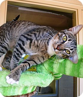 Domestic Shorthair Cat for Sale in Chula Vista, California - Melody Domestic Shorthair Cat for Sale in Chula Vista, California - Melody