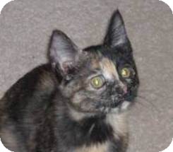 Domestic Shorthair Kitten for Sale in Kansas City, Missouri - Dixie Domestic Shorthair Kitten for Sale in Kansas City, Missouri - Dixie