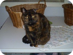 Domestic Shorthair Cat for Sale in Hamburg, New York - Zazzy Domestic Shorthair Cat for Sale in Hamburg, New York - Zazzy