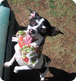 Rat Terrier Mix Dog for Sale in El Cajon, California - Chloe Rat Terrier Mix Dog for Sale in El Cajon, California - Chloe