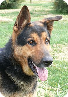 German Shepherd Dog Dog for Sale in Nashville, Tennessee - Jackson German Shepherd Dog Dog for Sale in Nashville, Tennessee - Jackson