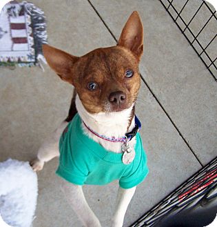 Chihuahua Dog for Sale in Greensboro, Georgia - Romeo Chihuahua Dog for Sale in Greensboro, Georgia - Romeo