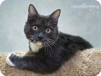 Russian Blue Cat for Sale in Phoenix, Arizona - Blue Russian Blue Cat for Sale in Phoenix, Arizona - Blue