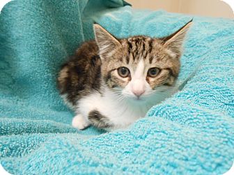 Domestic Mediumhair Kitten for Sale in Fountain Hills, Arizona - OLLIE Domestic Mediumhair Kitten for Sale in Fountain Hills, Arizona - OLLIE
