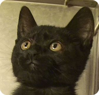 Domestic Shorthair Kitten for Sale in El Cajon, California - Gypsy Domestic Shorthair Kitten for Sale in El Cajon, California - Gypsy