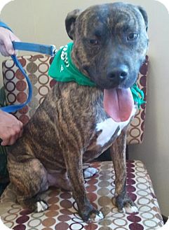 American Staffordshire Terrier Mix Dog for Sale in Troy, Michigan - Pilgrim American Staffordshire Terrier Mix Dog for Sale in Troy, Michigan - Pilgrim