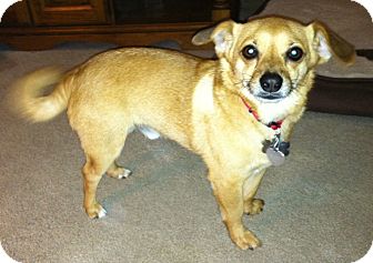 Chihuahua/Pomeranian Mix Dog for Sale in Hagerstown, Maryland - Bernie Chihuahua/Pomeranian Mix Dog for Sale in Hagerstown, Maryland - Bernie
