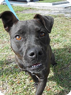 Pit Bull Terrier Mix Dog for Sale in Gainesville, Florida - Minnie Pit Bull Terrier Mix Dog for Sale in Gainesville, Florida - Minnie
