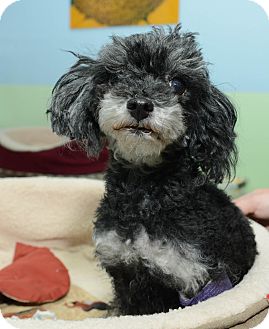 Poodle (Toy or Tea Cup) Dog for Sale in New York, New York - Francie Poodle (Toy or Tea Cup) Dog for Sale in New York, New York - Francie