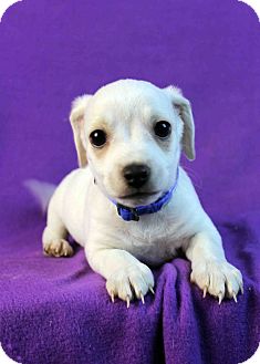Poodle (Miniature)/Dachshund Mix Puppy for Sale in Westminster, Colorado - Duncan Poodle (Miniature)/Dachshund Mix Puppy for Sale in Westminster, Colorado - Duncan