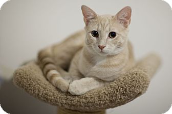Domestic Shorthair Kitten for Sale in Chicago, Illinois - Buff Domestic Shorthair Kitten for Sale in Chicago, Illinois - Buff