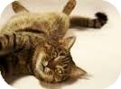 Domestic Shorthair Cat for Sale in Lancaster, Massachusetts - Ranger Domestic Shorthair Cat for Sale in Lancaster, Massachusetts - Ranger