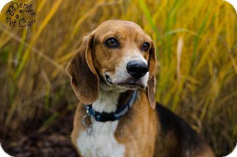 Beagle Dog for Sale in Howell, Michigan - Robbie Beagle Dog for Sale in Howell, Michigan - Robbie