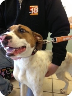 Hound (Unknown Type)/Boxer Mix Dog for Sale in Chippewa Falls, Wisconsin - Bond Hound (Unknown Type)/Boxer Mix Dog for Sale in Chippewa Falls, Wisconsin - Bond