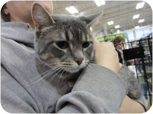 Domestic Shorthair Cat for Sale in Sterling Hgts, Michigan - Joey Domestic Shorthair Cat for Sale in Sterling Hgts, Michigan - Joey
