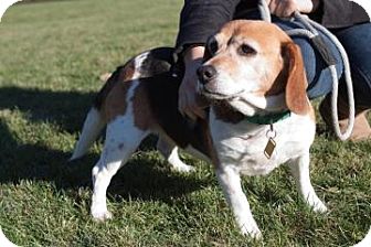 Beagle Dog for Sale in Novelty, Ohio - Savannah Beagle Dog for Sale in Novelty, Ohio - Savannah