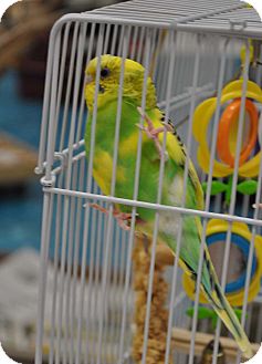 Budgie for Sale in Shawnee Mission, Kansas - Winky Budgie for Sale in Shawnee Mission, Kansas - Winky