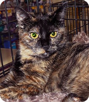 Domestic Shorthair Kitten for Sale in Bentonville, Arkansas - Freckles Domestic Shorthair Kitten for Sale in Bentonville, Arkansas - Freckles