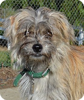 Shih Tzu/Terrier (Unknown Type, Small) Mix Puppy for Sale in Simi Valley, California - Maggie Shih Tzu/Terrier (Unknown Type, Small) Mix Puppy for Sale in Simi Valley, California - Maggie
