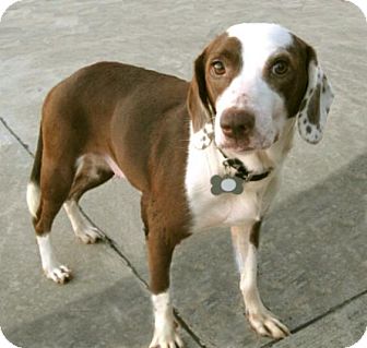 Beagle Mix Dog for Sale in Houston, Texas - Snoopy/Sudie Beagle Mix Dog for Sale in Houston, Texas - Snoopy/Sudie