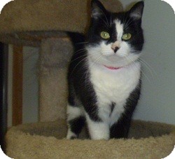 Domestic Shorthair Cat for Sale in Hamburg, New York - Angie Domestic Shorthair Cat for Sale in Hamburg, New York - Angie