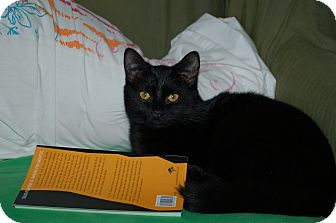 Domestic Shorthair Cat for Sale in Fort Wayne, Indiana - Parker Domestic Shorthair Cat for Sale in Fort Wayne, Indiana - Parker