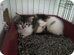 Domestic Shorthair Kitten for Sale in Oceanside, New York - Sophia & Jerry Domestic Shorthair Kitten for Sale in Oceanside, New York - Sophia & Jerry