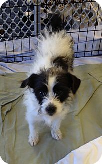 Terrier (Unknown Type, Small) Mix Dog for Sale in Chandler, Arizona - Skeeter Terrier (Unknown Type, Small) Mix Dog for Sale in Chandler, Arizona - Skeeter