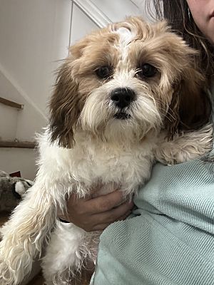 Woodbridge Nj Shih Tzu Miniature Poodle Meet Twinkie A Pet For