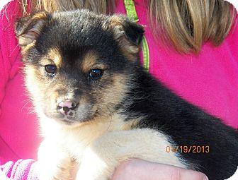 Husky/Shepherd (Unknown Type) Mix Puppy for Sale in Sussex, New Jersey - Mystic Husky/Shepherd (Unknown Type) Mix Puppy for Sale in Sussex, New Jersey - Mystic