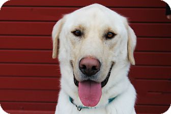 Labrador Retriever Dog for Sale in Greensboro, Georgia - samson- Adopted!! Labrador Retriever Dog for Sale in Greensboro, Georgia - samson- Adopted!!