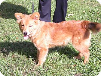 Chow Chow Mix Dog for Sale in New Castle, Pennsylvania - Chow Chow Mix Dog for Sale in New Castle, Pennsylvania -