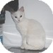 Domestic Shorthair Kitten for Sale in Vancouver, British Columbia - Abee Domestic Shorthair Kitten for Sale in Vancouver, British Columbia - Abee