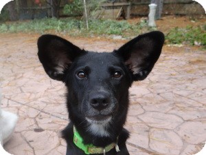 Shepherd (Unknown Type)/Border Collie Mix Dog for Sale in Marlton, New Jersey - Queen Herra Shepherd (Unknown Type)/Border Collie Mix Dog for Sale in Marlton, New Jersey - Queen Herra