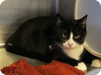 Domestic Shorthair Cat for Sale in Geneseo, Illinois - Chevy Domestic Shorthair Cat for Sale in Geneseo, Illinois - Chevy