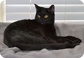 Domestic Shorthair Cat for Sale in Fort Worth, Texas - Bella Domestic Shorthair Cat for Sale in Fort Worth, Texas - Bella