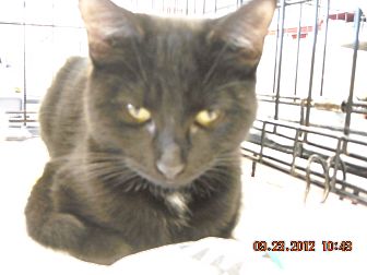 Domestic Shorthair Kitten for Sale in Riverside, Rhode Island - Michael Domestic Shorthair Kitten for Sale in Riverside, Rhode Island - Michael