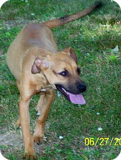 Boxer/Catahoula Leopard Dog Mix Puppy for Sale in Niagra Falls, New York - Janie $100.00 Off Adopt Fee Boxer/Catahoula Leopard Dog Mix Puppy for Sale in Niagra Falls, New York - Janie $100.00 Off Adopt Fee